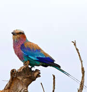 Image of Lilac-breasted Roller