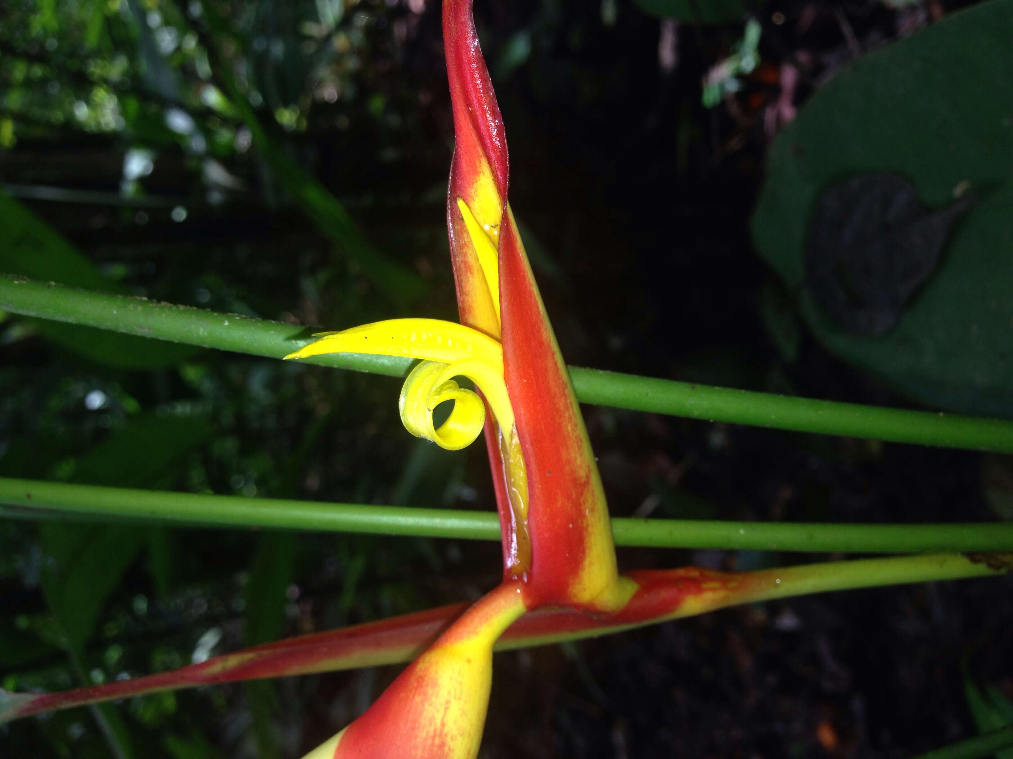 Image of wild plantain