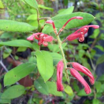 Image of Grevillea rhyolitica R. O. Makinson