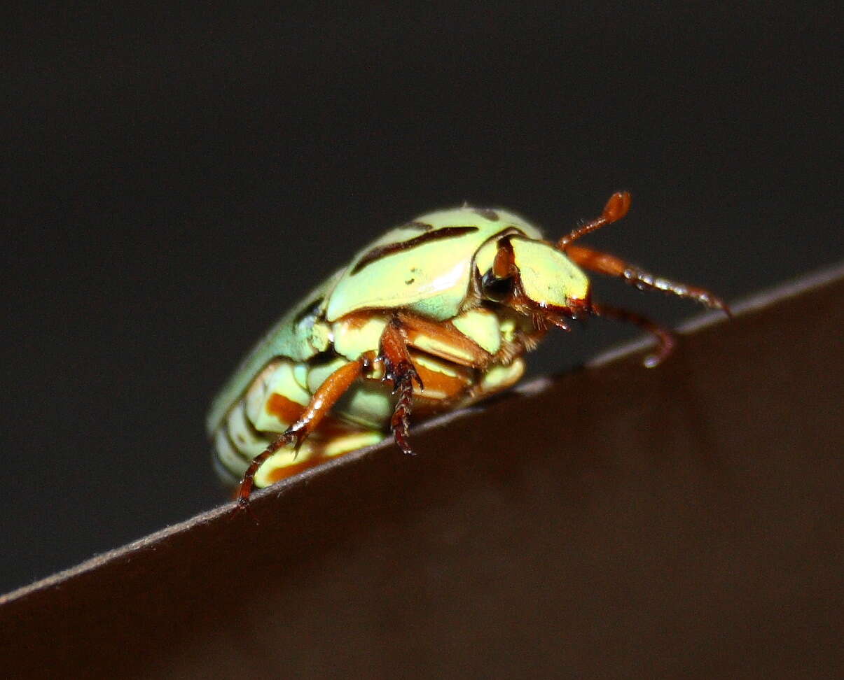 Image of flower chafers (beetles)