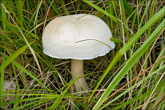 Image de Clitocybe fasciculata H. E. Bigelow & A. H. Sm. 1969