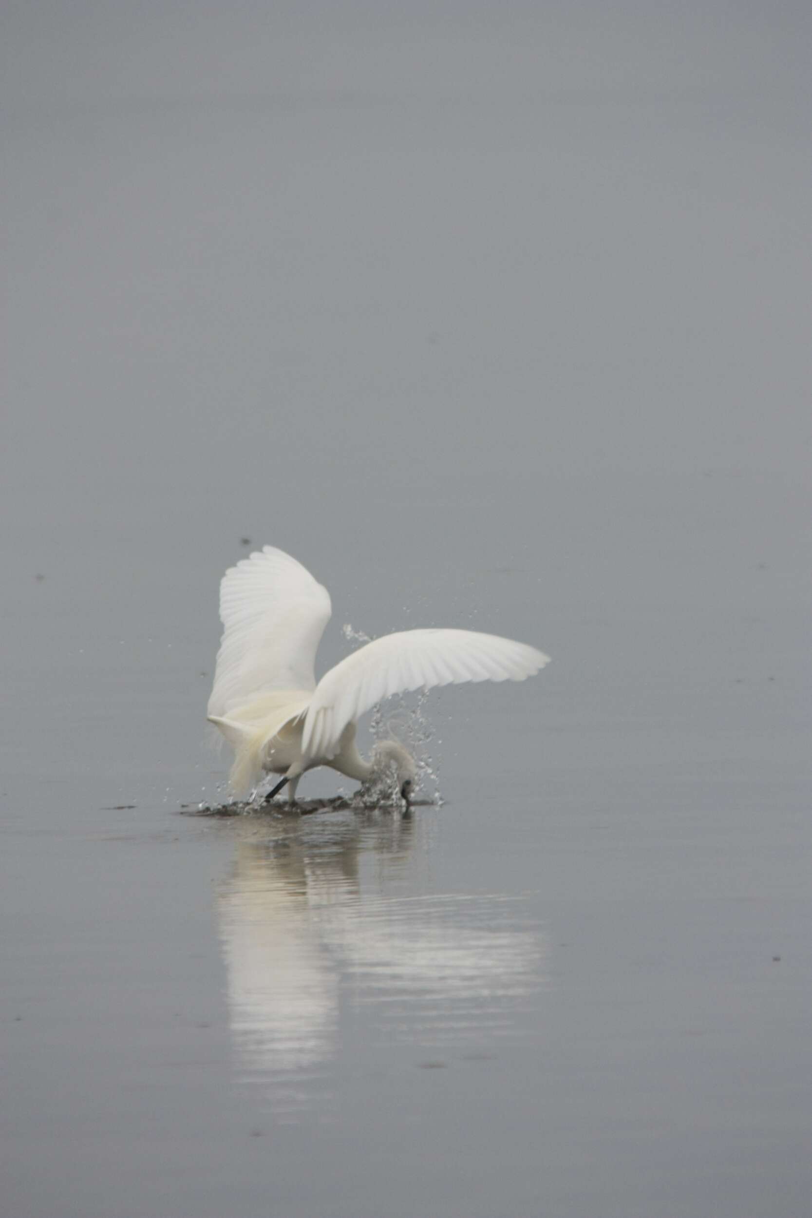 Image of Egretta Forster & T 1817