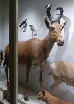 Image of Hartebeest