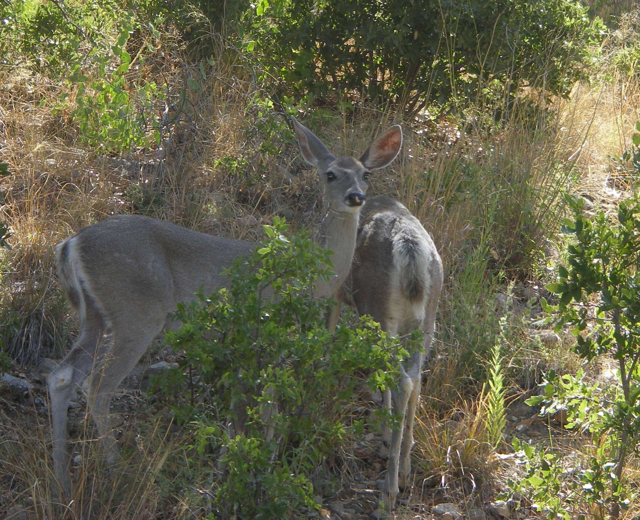 Image of White-tailed deer