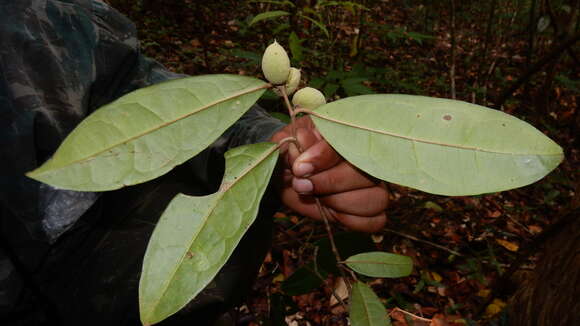 Image of Stephanopodium blanchetianum Baill.