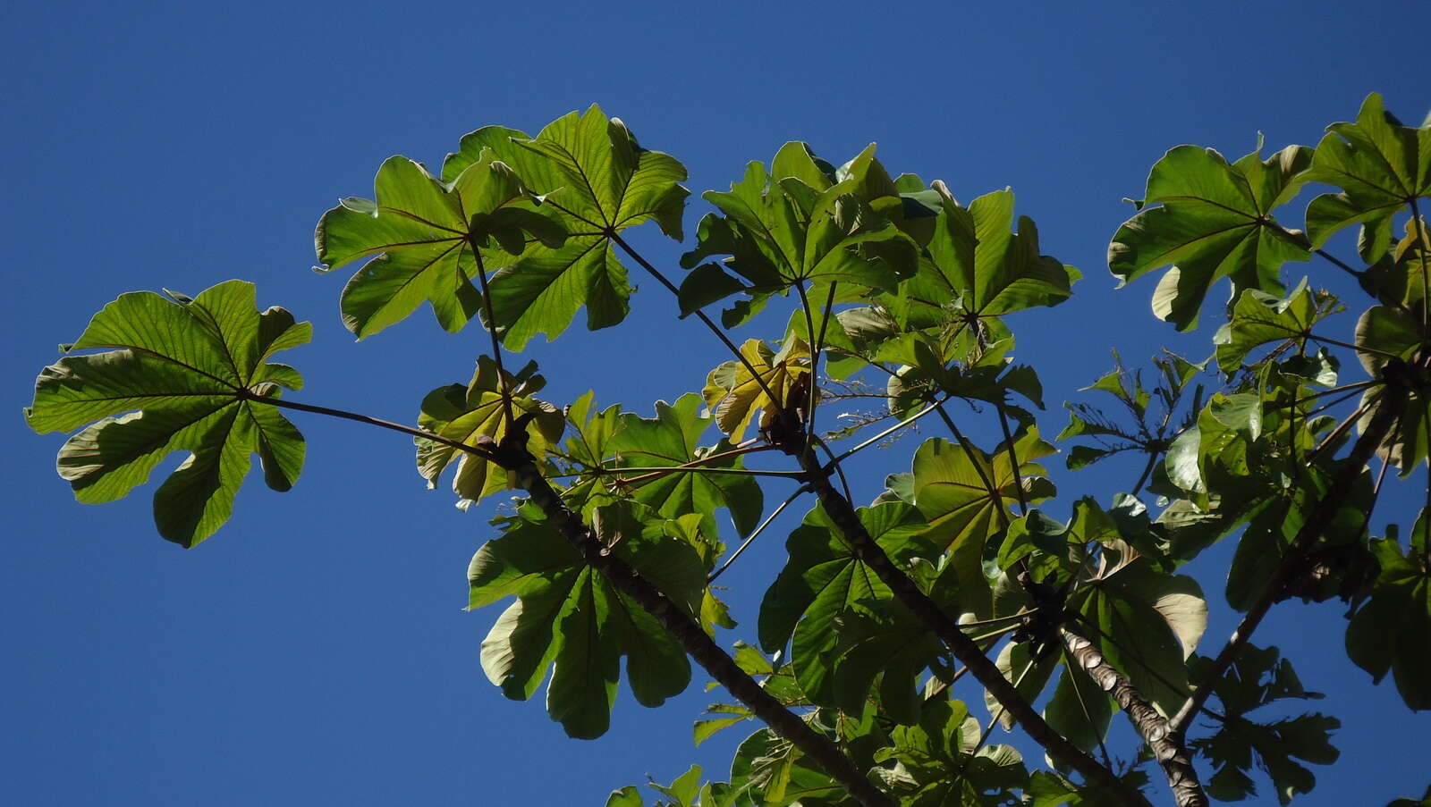 Cecropia resmi