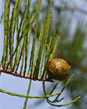 Imagem de Taxodium distichum var. imbricarium (Nutt.) Sarg.