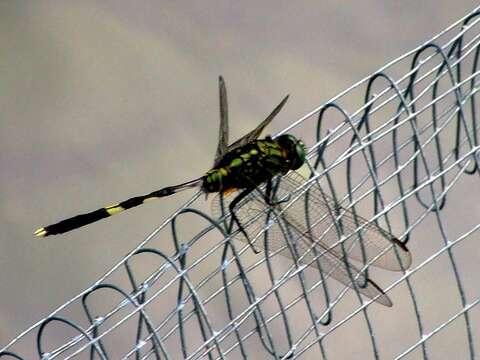 Image of Slender Skimmer