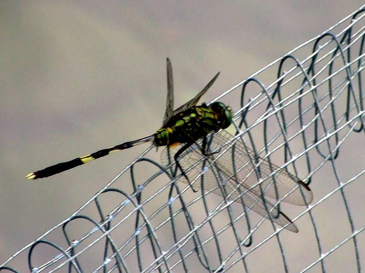 Image of Skimmers (Dragonflies)