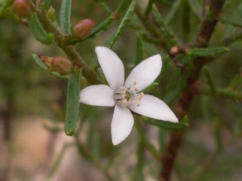 Image of Philotheca scabra (Paxton) Paul G. Wilson