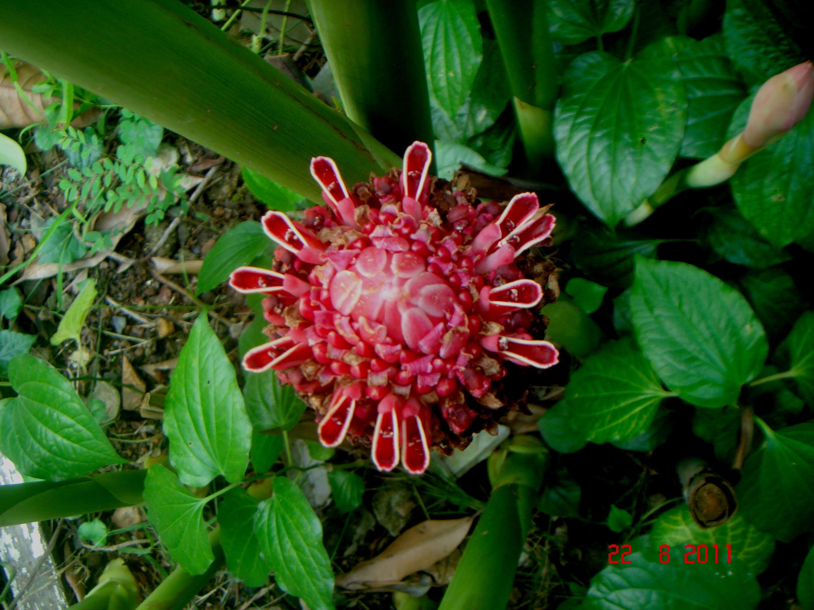 Image de Rose de porcelaine