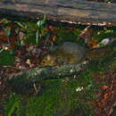 Image of Bornean Mountain Ground Squirrel