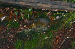 Image of Red-cheeked squirrel