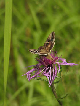 Image of Autographa