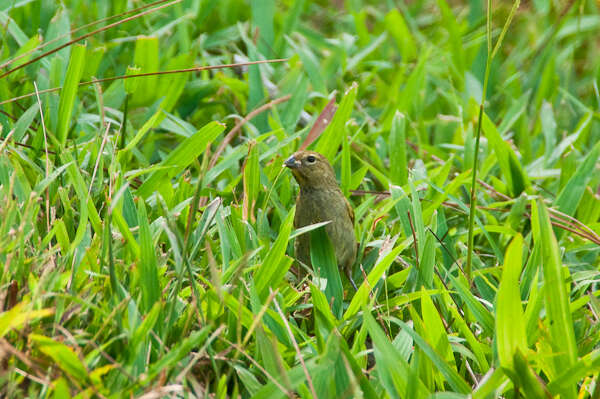 Image of Tiaris Swainson 1827