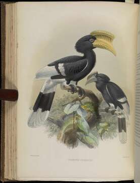 Image of Brown-cheeked Hornbill