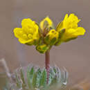 Image of yellow whitlow-grass