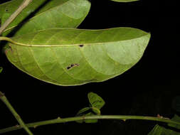 Image of Maripa nicaraguensis Hemsl.