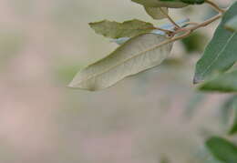 Image of Holm Oak