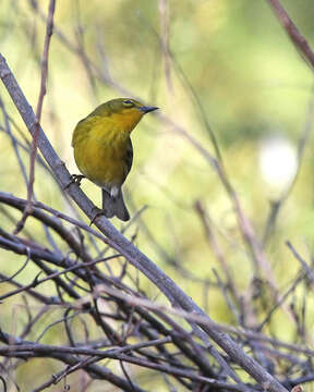 Image of Pine Warbler