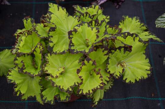 Image of Begonia rex Putz.