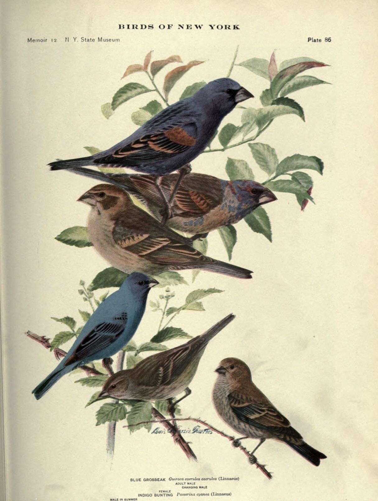 Image of Blue Grosbeak