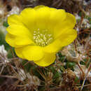 Image of Rebutia neocumingii (Backeb.) D. R. Hunt