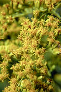 صورة Solidago gigantea Ait.