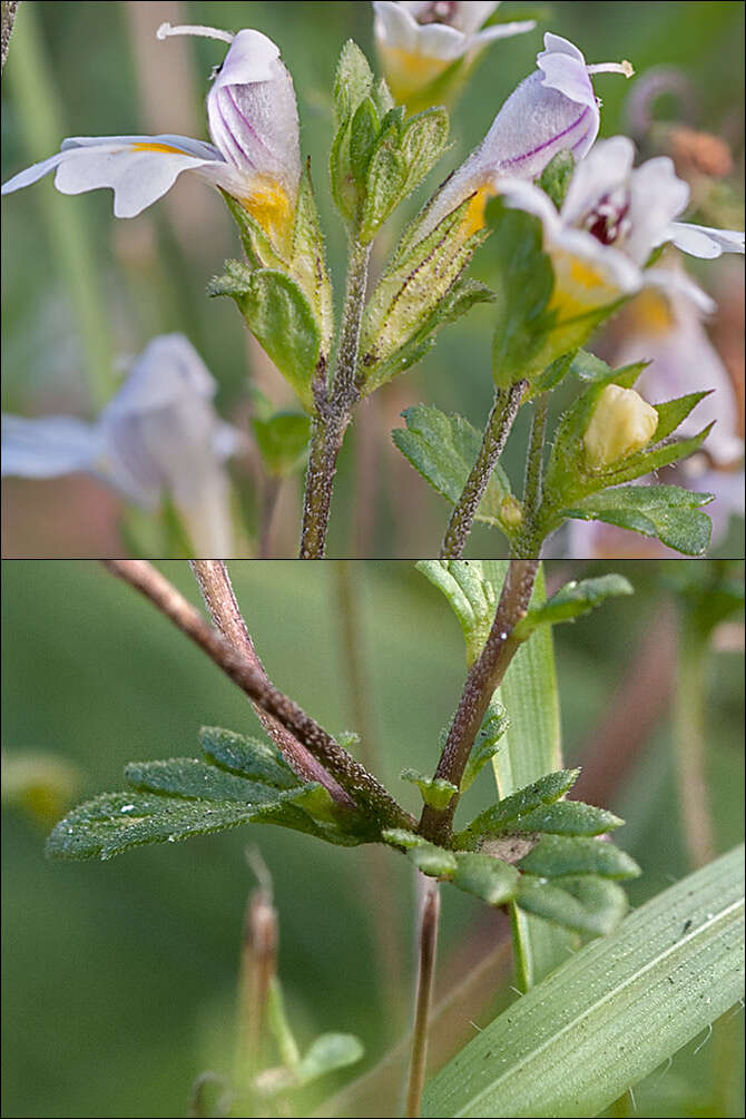 Image of Euphrasia officinalis L.