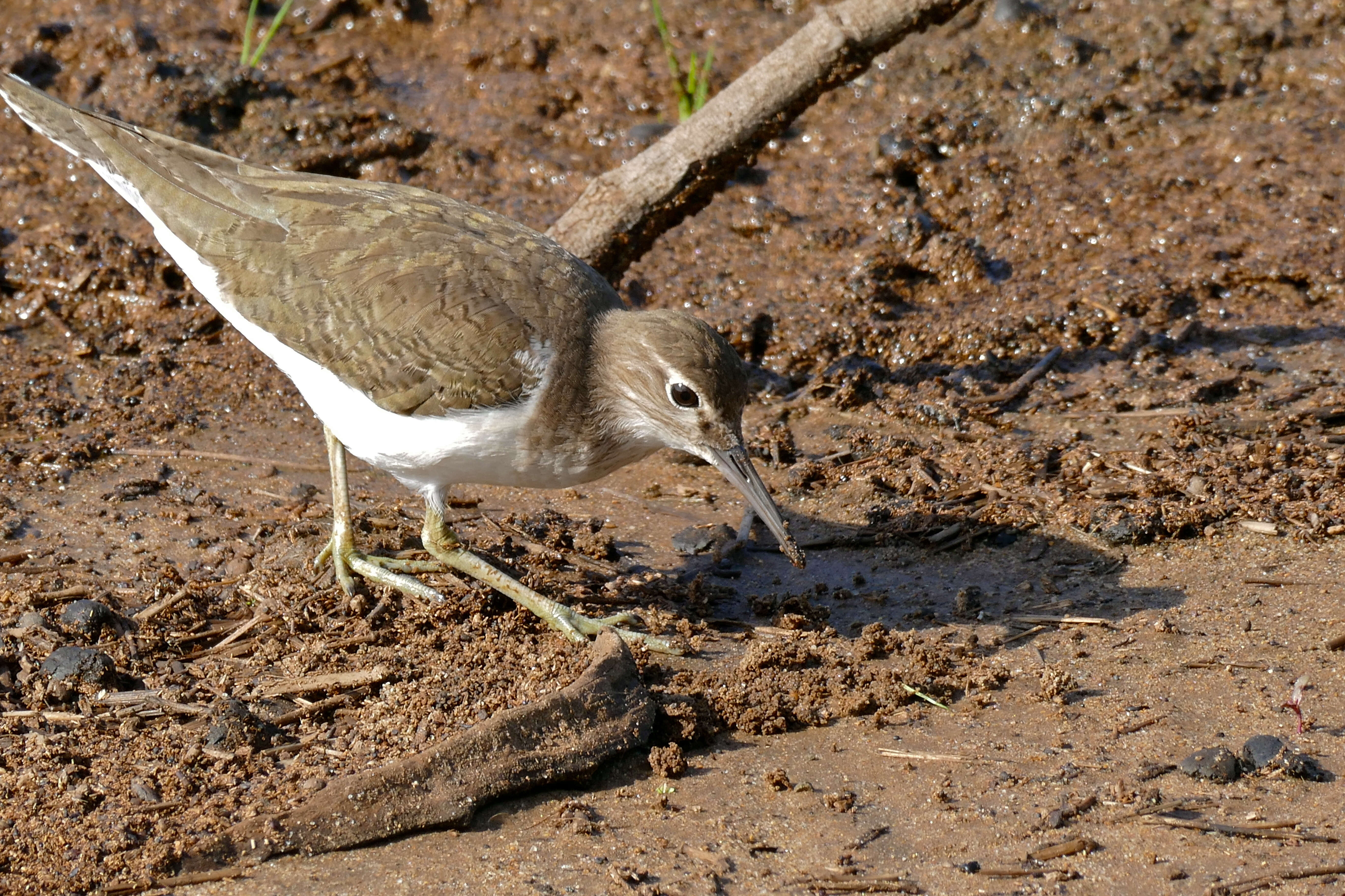 Plancia ëd Actitis hypoleucos (Linnaeus 1758)