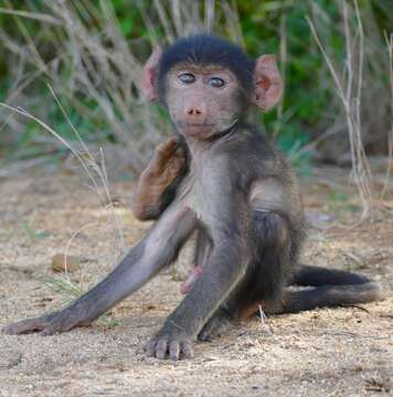 Image of Chacma Baboon