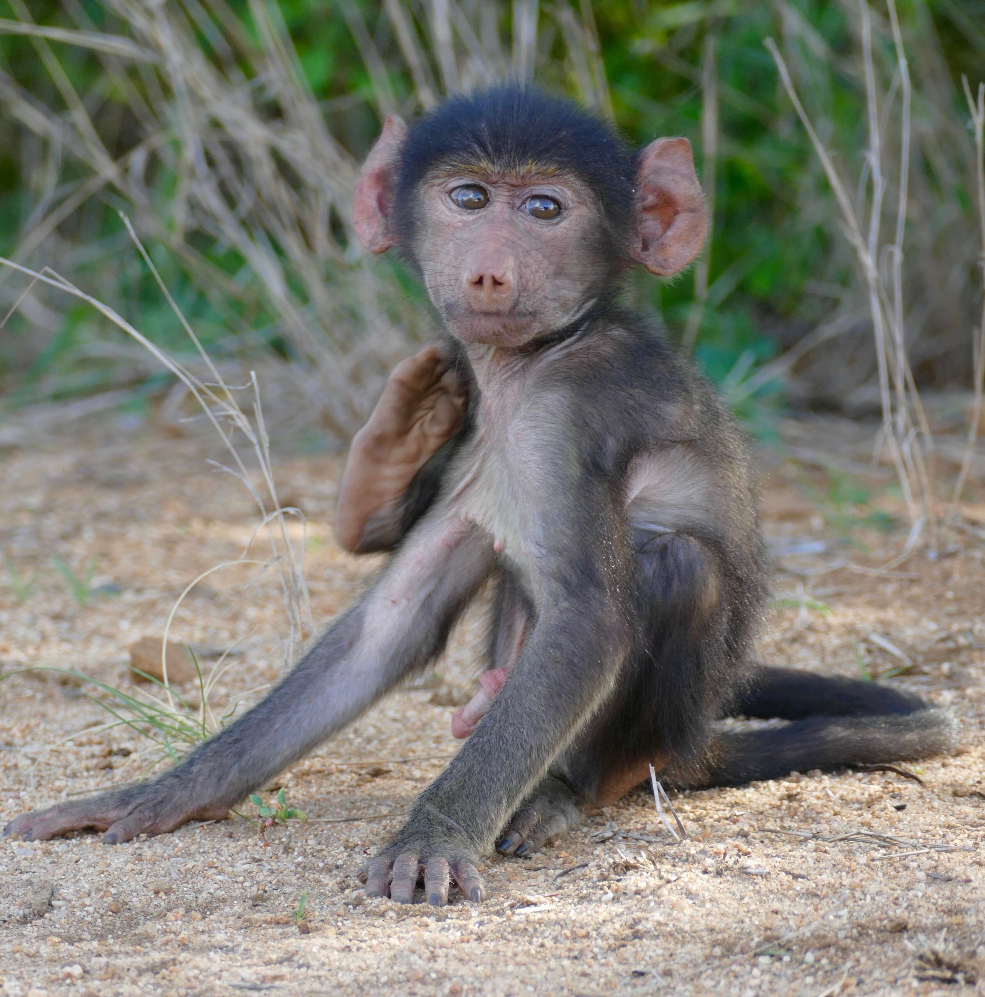 Image of Baboon