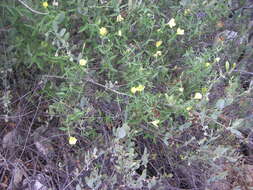 Image de Haplophyton crooksii (L. D. Benson) L. D. Benson