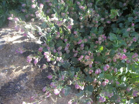 Sivun Mirabilis multiflora (Torr.) Gray kuva