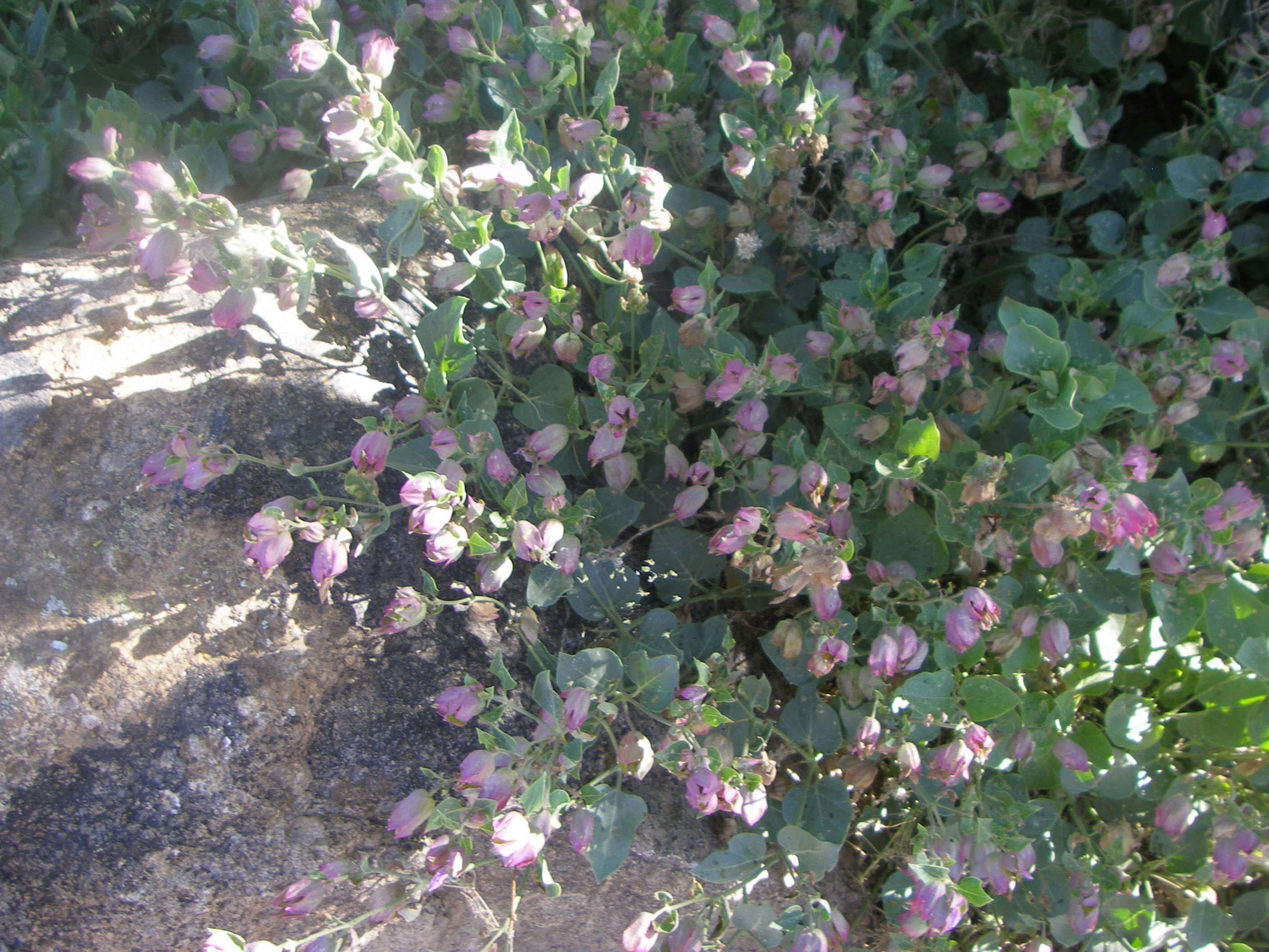 Image of Four o'Clocks