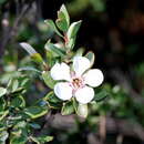 Sivun Leptospermum grandiflorum Lodd. kuva