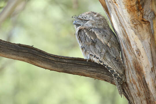 Image of Tawny Frogmouth