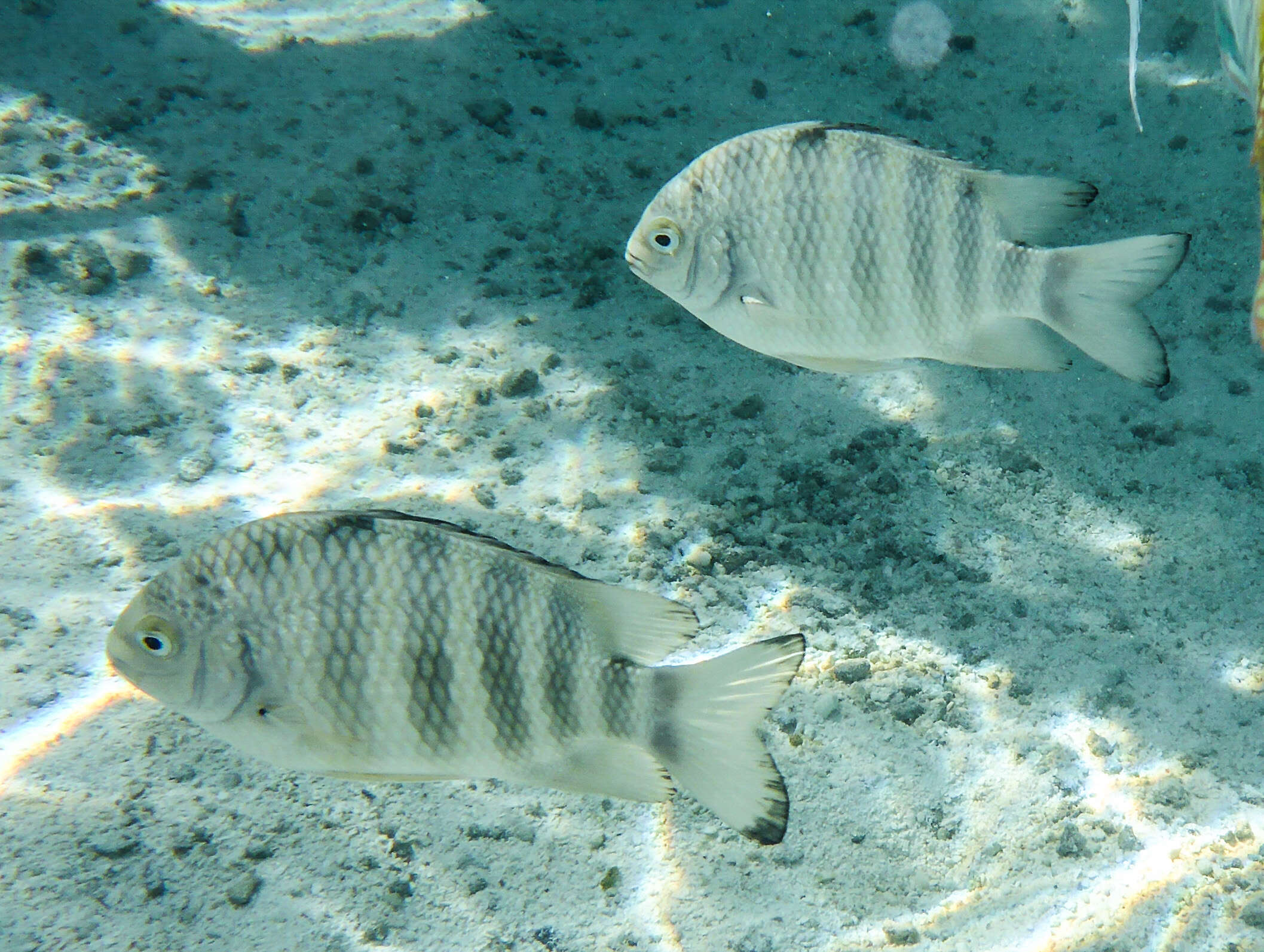 Image of Sergeant Fish