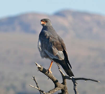 Image of Pale Chanting Goshawk