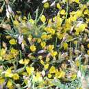 Image of Genista versicolor subsp. pumila (Hervier) Fern. Casas