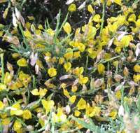 Image of Genista versicolor Boiss.