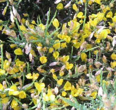 Image de Genista versicolor Boiss.