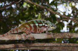 Image of Malagasy chameleons