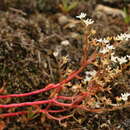 Image of Elf Orpine