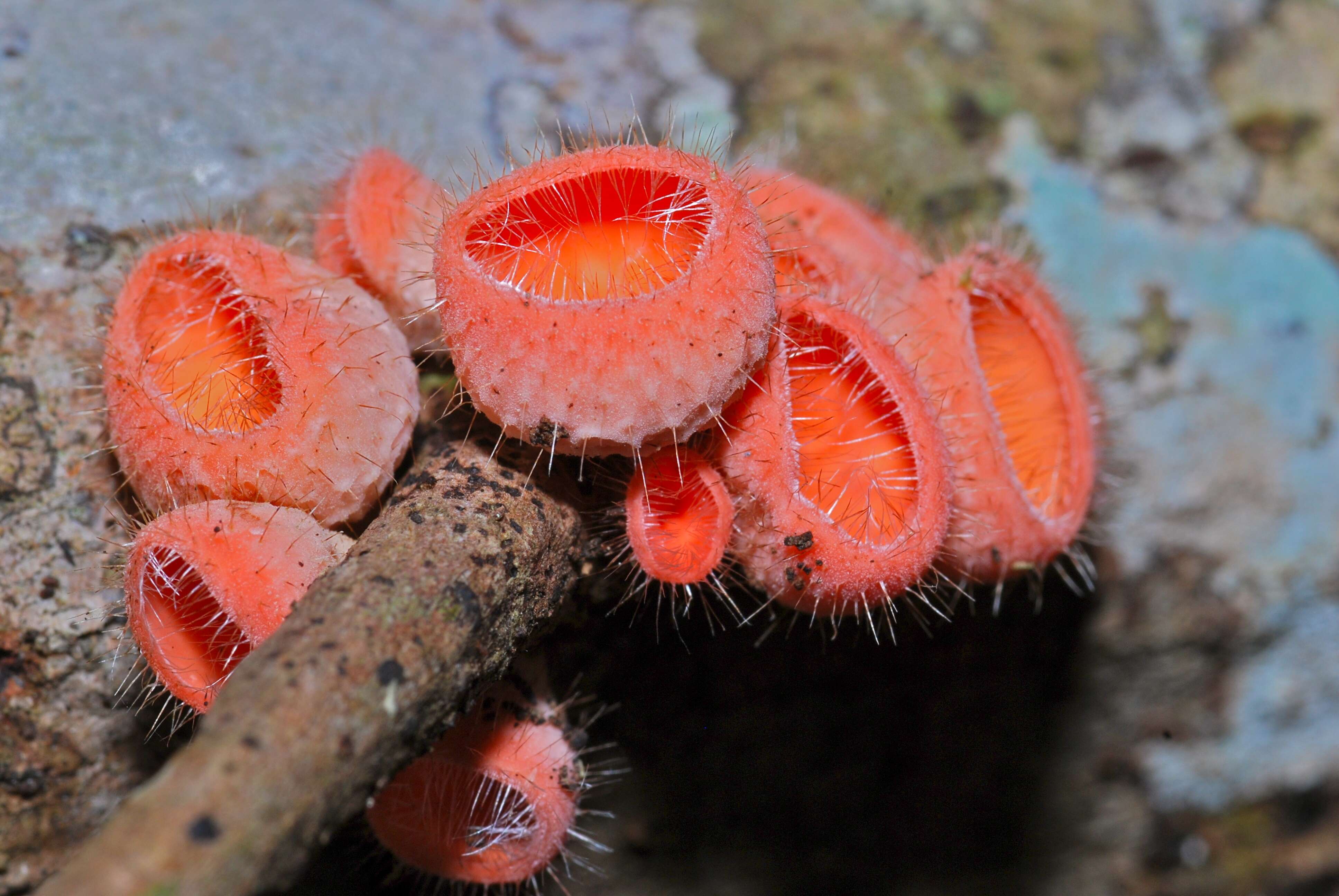 Image of Cookeina tricholoma (Mont.) Kuntze 1891