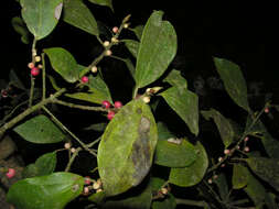 Sivun Ficus colubrinae Standl. kuva