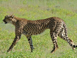 Image de Acinonyx Brookes 1828