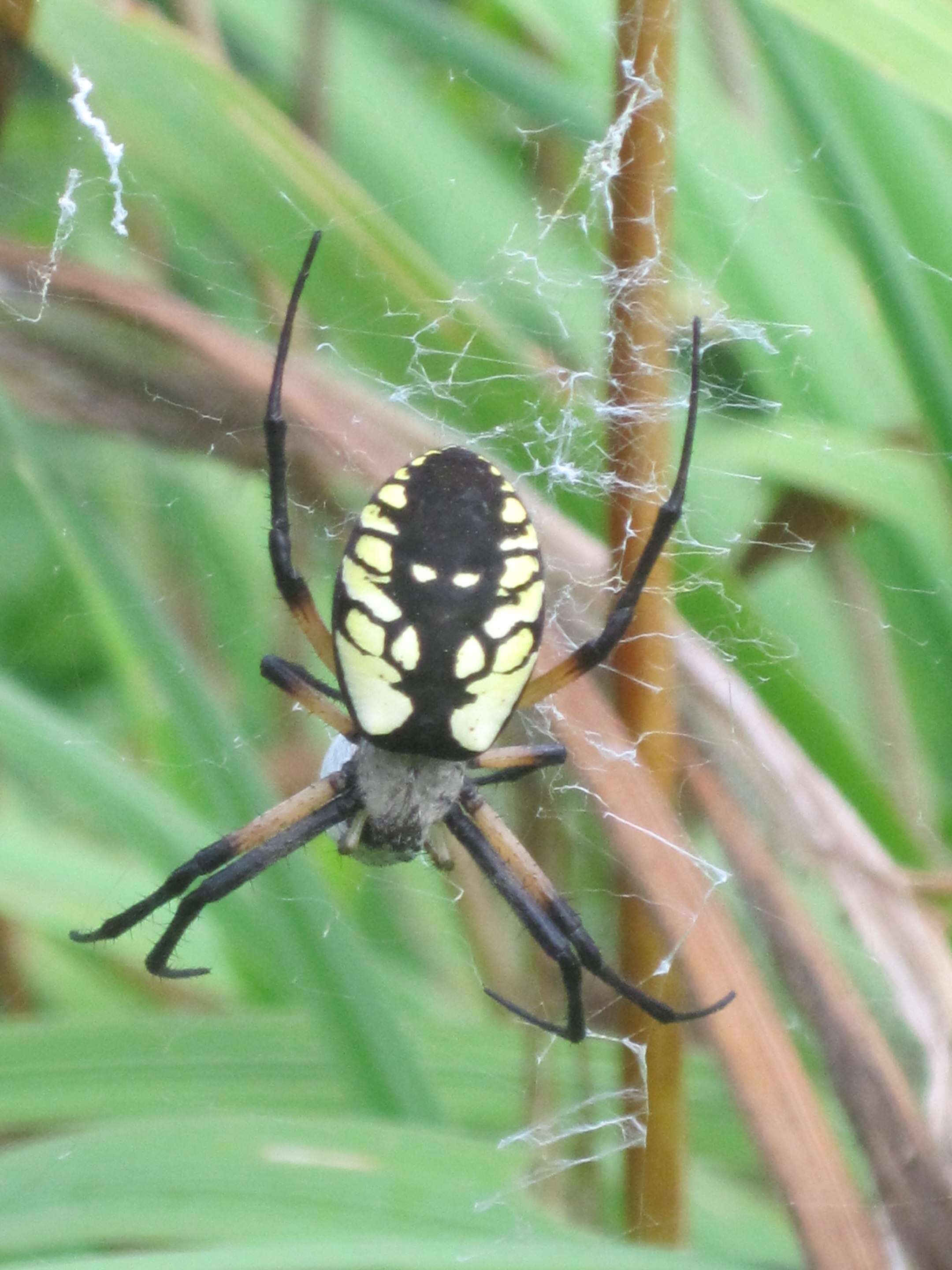 Image of Argiope