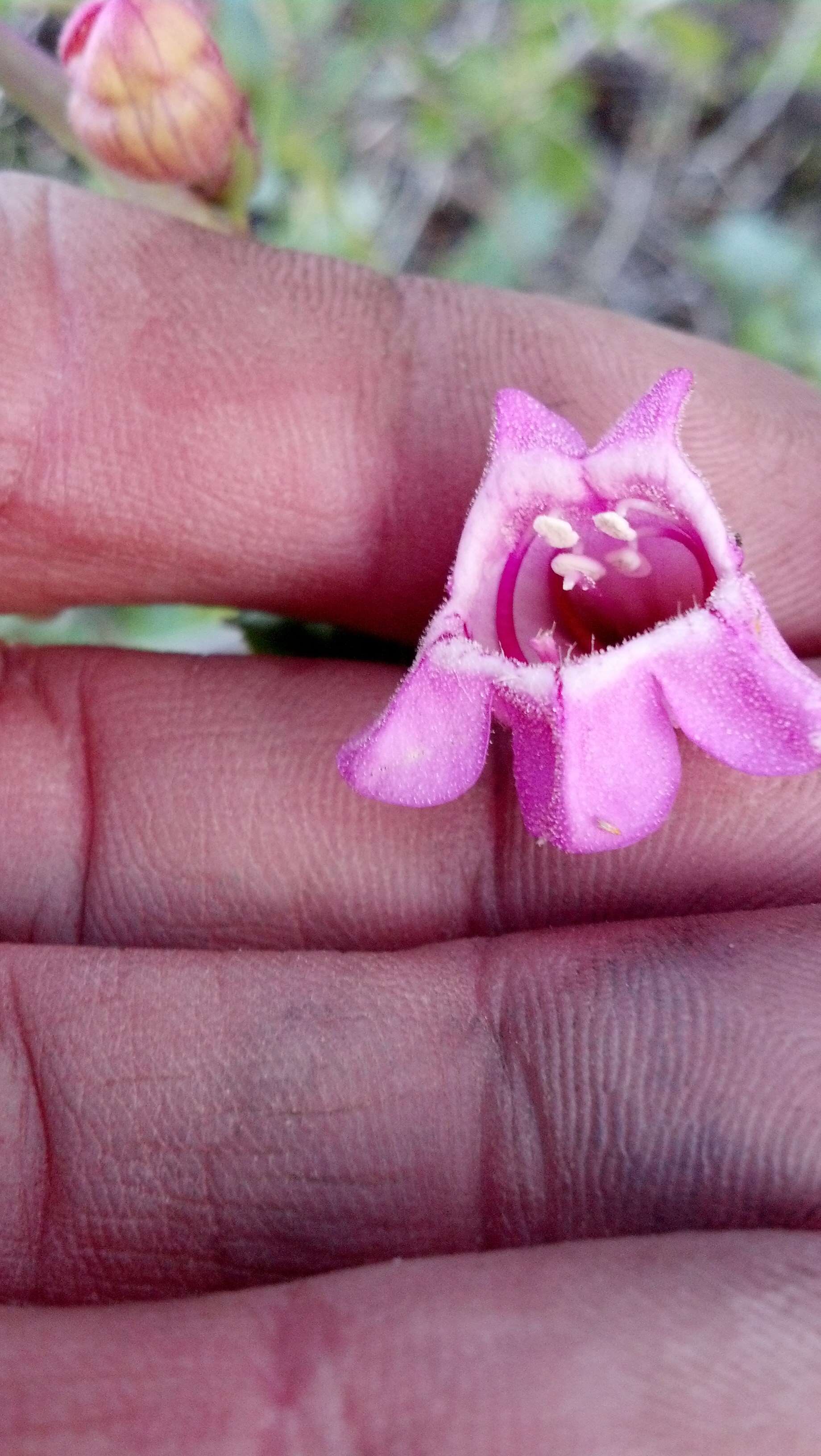 Image of Sunset Crater beardtongue