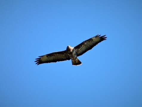 Image of Common Buzzard